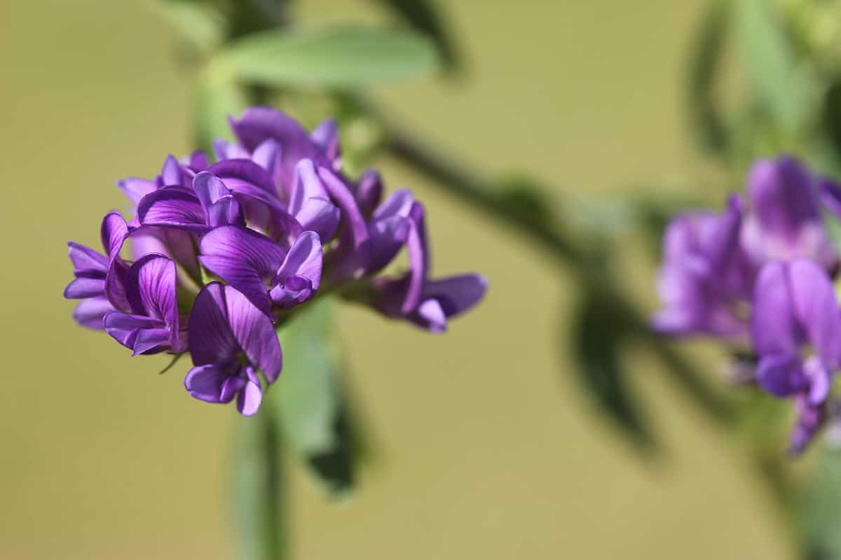 Growing Lucerne In Cool Climates Legumehub Eu