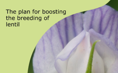 The plan for boosting the breeding of lentil