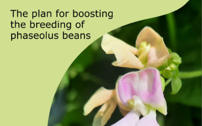 The plan for boosting the breeding of phaseolus bean