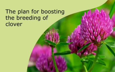 The plan for boosting the breeding of clover