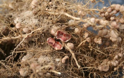 Fixarea biologică a azotului prin plantele leguminoase