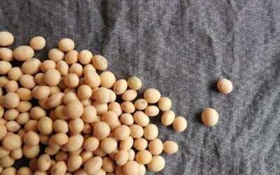 Soia pe parcursl anuluui