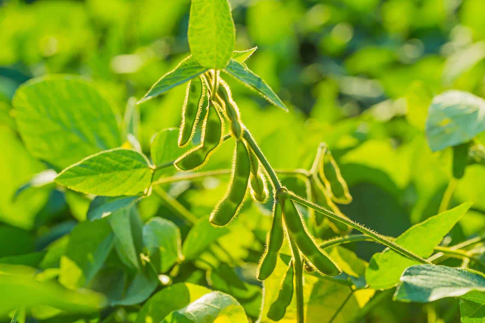 Inoculation of soybean seed - legumehub.eu