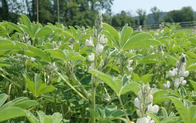 Cultivarea lupinului alb