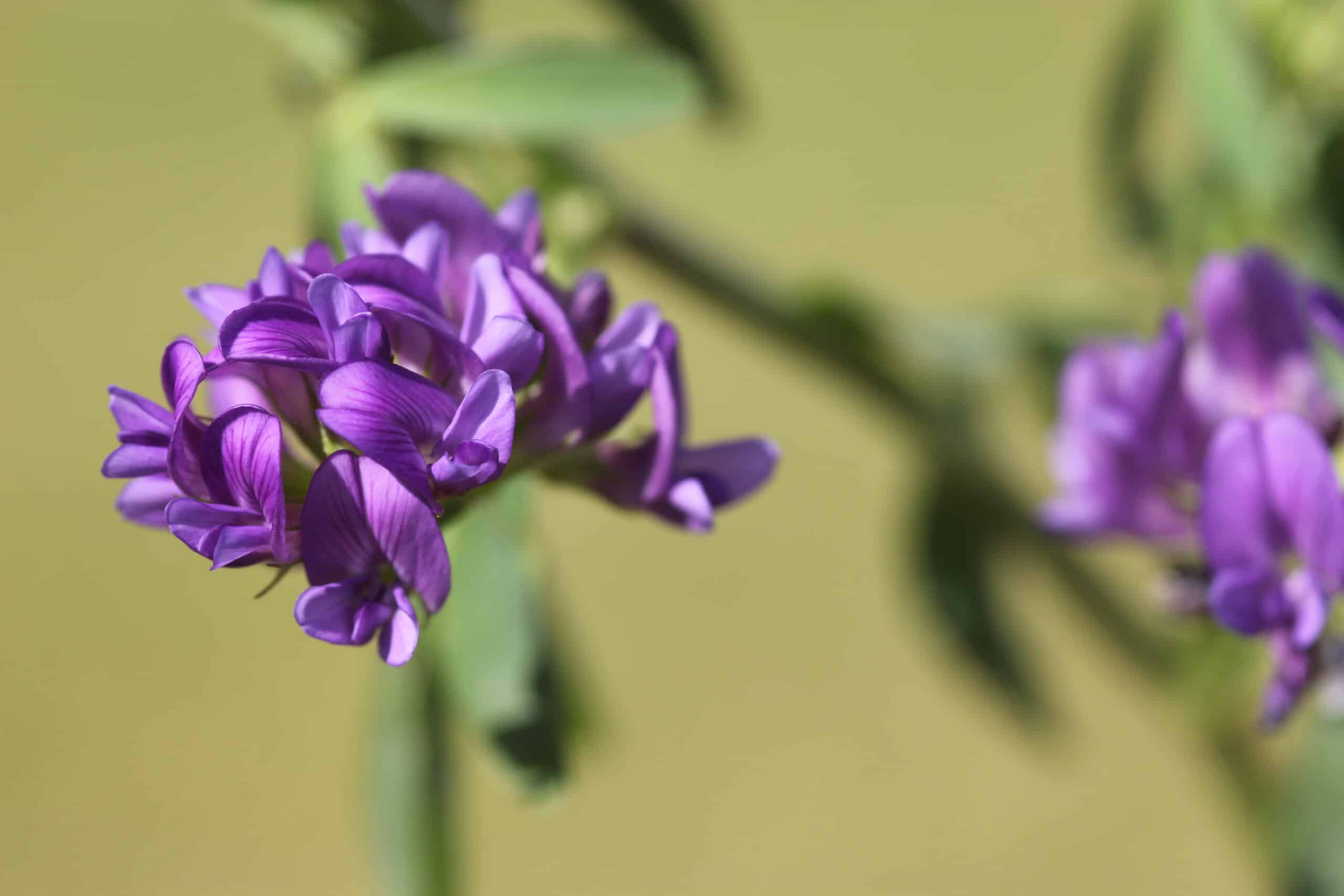 https://www.legumehub.eu/wp-content/uploads/2021/05/Lucerne-flower-1-Credit-Cotswold-Seeds-1-4c21bafd-scaled.jpg