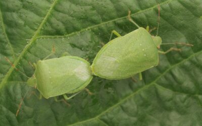Ploșnița verde sudică în cultivarea soiei