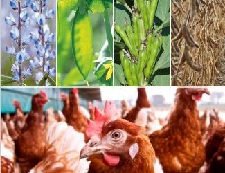 Ackerbohnen, Körnerfuttererbsen, Süßlupinen und Sojabohnen in der Geflügelfütterung