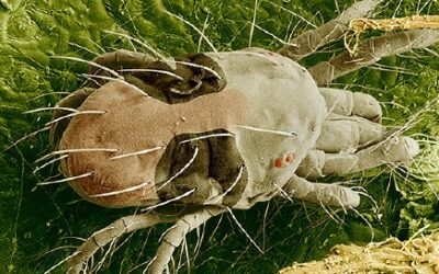 Acarienii în producția de soia