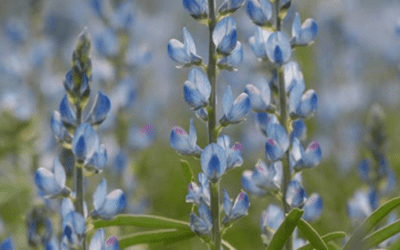 Anbauratgeber Blaue Süßlupine