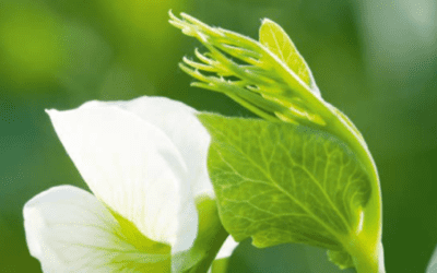 Anbauratgeber Körnerfuttererbse