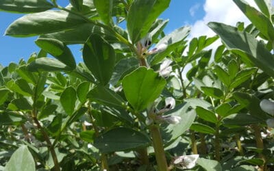 Phosphorus fertilisation of faba bean