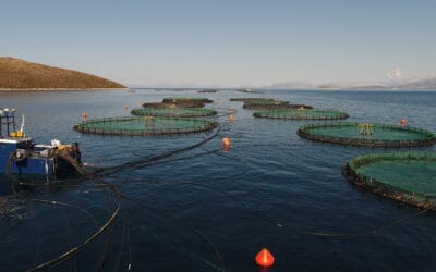 Legume quality requirements for fish feed