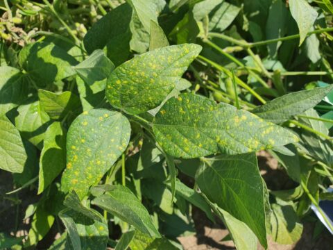 Risk management of downy mildew in soybean - legumehub.eu