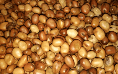 Thermal treatment of faba bean for flavour improvement