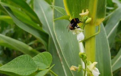Mais-Bohnen-Gemengeanbau