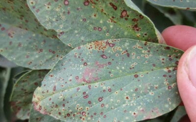 Krankheitsbekämpfung bei Ackerbohnen