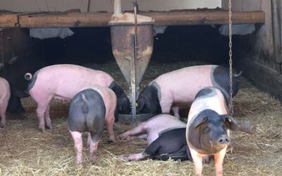 Nutzung von Erbsen aus eigenem Anbau