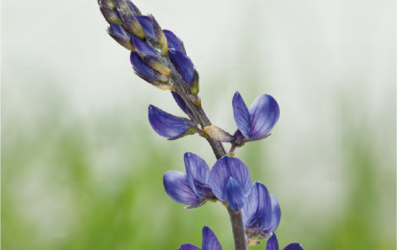 Lupins – cultivation and uses