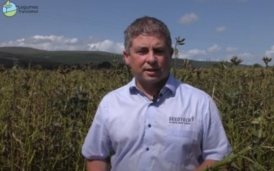 Faba beans in pig feeding trials