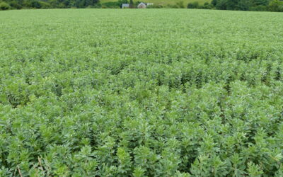 Sortenwahl bei Sommerackerbohnen