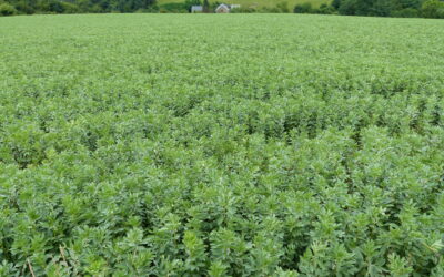 Cultivar selection for spring faba bean