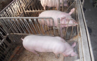 Feeding extruded soybean to pigs