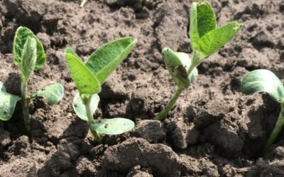 Testul de germinare la rece pentru semințele de soia