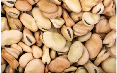 Nutritional value of grain legumes