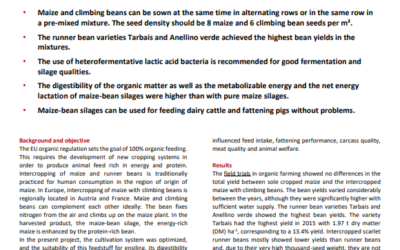 Maize intercropped with climbing beans
