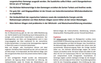 Mais und Stangen- oder Feuerbohnen im Gemenge