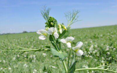 Bewertung von Ackerbohne und Erbse als Futtermittel