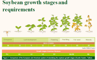 Entwicklungsstadien und Bedürfnisse  der Sojabohne