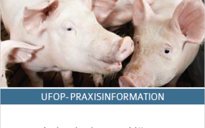 Ackerbohnen, Körnerfuttererbsen, Süßlupinen und Sojabohnen in der Schweinefütterung