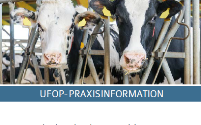 Ackerbohnen, Körnerfuttererbsen, Süßlupinen und Sojabohnen in der Rinderfütterung