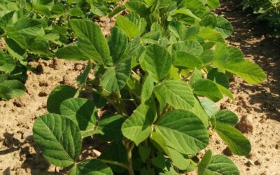 Effect of soybean cropping on floral diversity