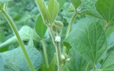 Effects of soybean cropping on arthropods