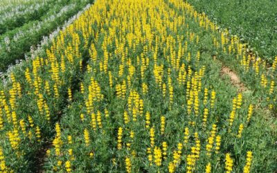 There is a grain legume for every field