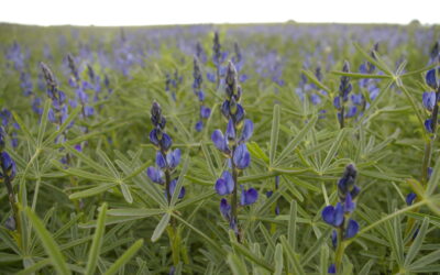 Why farmers grow lupin