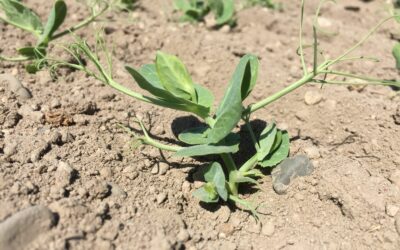 Sommer- und Wintererbsen