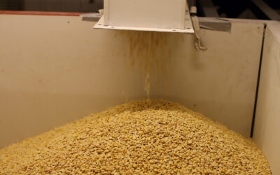 Dehulled grain legumes for food