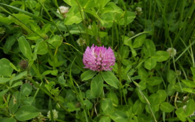 Red clover silage