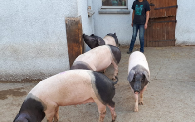 Erbsen in der Sauenfütterung