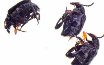 The bean seed beetle in faba bean