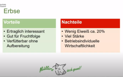 Regionale Leguminosen in der Schweinefütterung