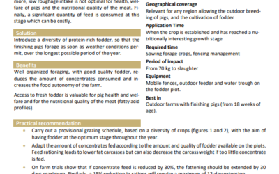 Foraging of organic finishing pigs on protein-rich fodder