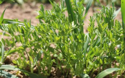 Körnerleguminosen: Klimawandel und Klimaansprüche