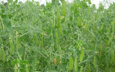 Growing faba bean and pea in the Nordic region