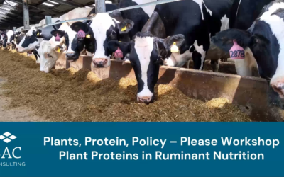 Plant proteins in ruminant nutrition