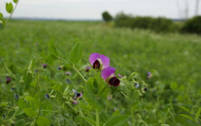 Utilising the pre-crop effect of grain legumes