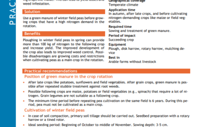 Winter field peas as green manure before nitrogen-demanding crops